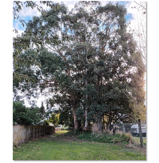 A picture containing tree, plant, outdoor, beech

Description automatically generated