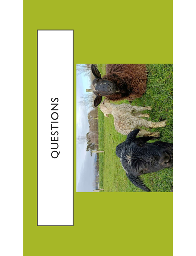 A group of sheep in a field

Description automatically generated
