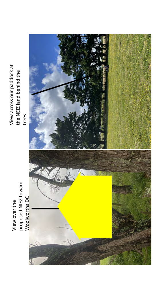 A screenshot of a picture of a tree

Description automatically generated